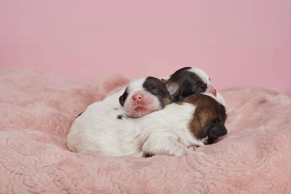 Adoráveis Filhotes Cachorro Fundo Rosa — Fotografia de Stock