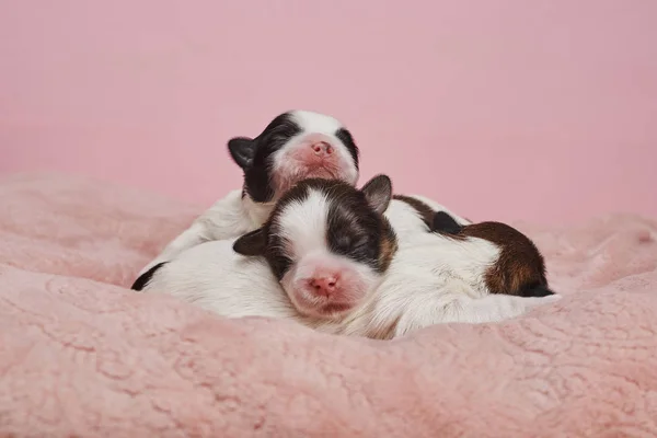 Adorables Cachorritos Sobre Fondo Rosa —  Fotos de Stock