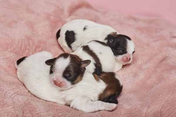 Adorables Petits Chiots Sur Fond Rose — Photo