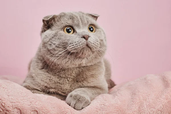 Estúdio Tiro Gato Britânico Shorthair Fundo Rosa — Fotografia de Stock