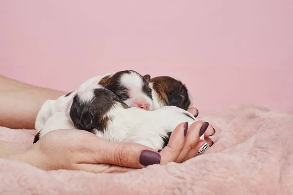 在粉红色背景上抱着小狗的女人的部分视图 — 图库照片