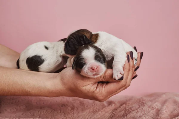 Teilansicht Einer Frau Die Kleine Welpen Auf Rosa Hintergrund Hält — Stockfoto