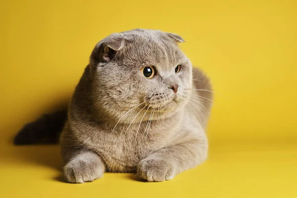 Милий Сірий Британський Короткошерстий Кіт Жовтому Тлі — стокове фото