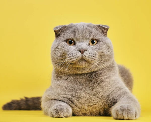 Симпатичная Серая Британская Короткошерстная Кошка Желтом Фоне — стоковое фото