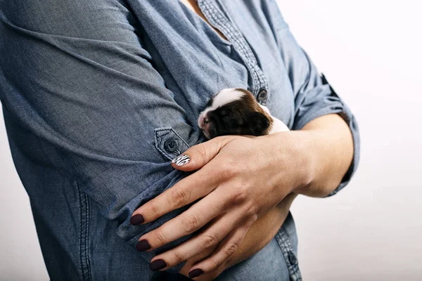 Vista Parcial Mujer Sosteniendo Pequeño Cachorro — Foto de Stock