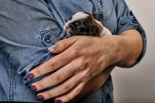 Vista Parcial Mujer Sosteniendo Pequeño Cachorro — Foto de Stock