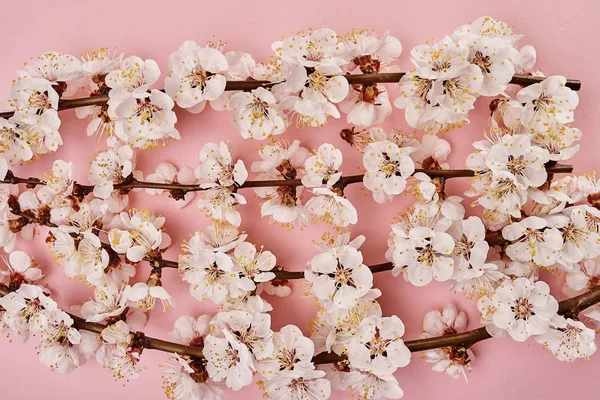 Branches Arbre Avec Des Fleurs Blanches Sur Fond Rose — Photo