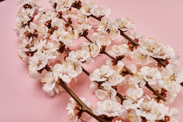 Boomtakken Met Witte Bloemen Roze Achtergrond — Stockfoto