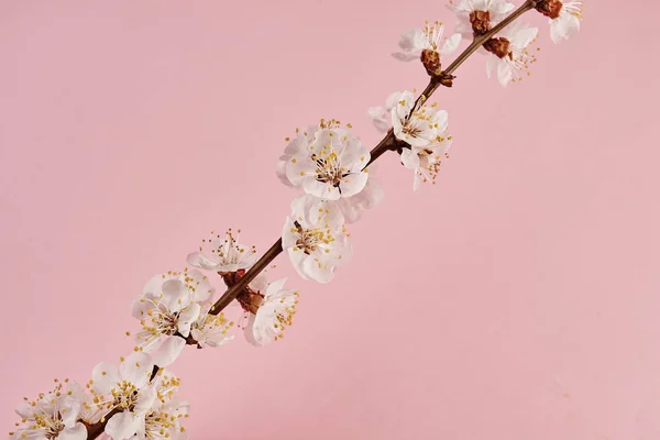 Image Rapprochée Branche Arbre Avec Des Fleurs Blanches Sur Fond — Photo