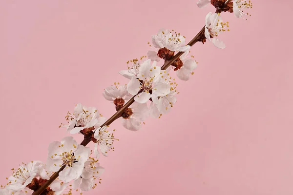 ピンクの背景に白い花を持つ木の枝のクローズアップ画像 — ストック写真