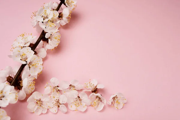 ピンクの背景に白い花を持つ木の枝のクローズアップ画像 — ストック写真