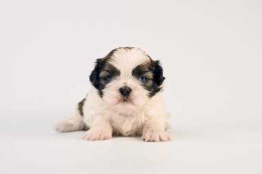 Gri arka planda sevimli küçük köpek yavrusu