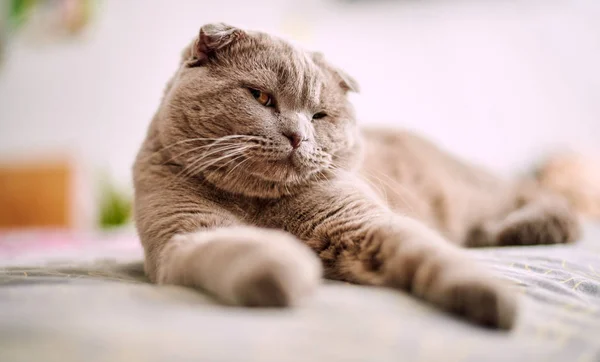 Enfoque Selectivo Del Gato Taquigrafía Británico Casa — Foto de Stock