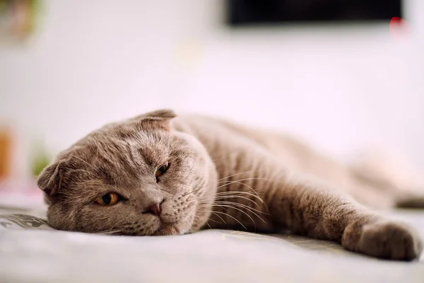 Selective Focus British Shorthair Cat Home — Stock Photo, Image