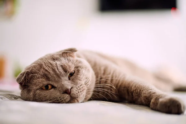 Enfoque Selectivo Del Gato Taquigrafía Británico Casa — Foto de Stock