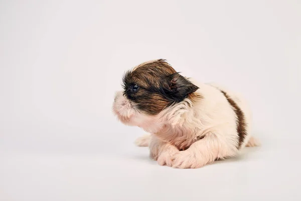 Adorable Little Puppy Grey Background — Stock Photo, Image