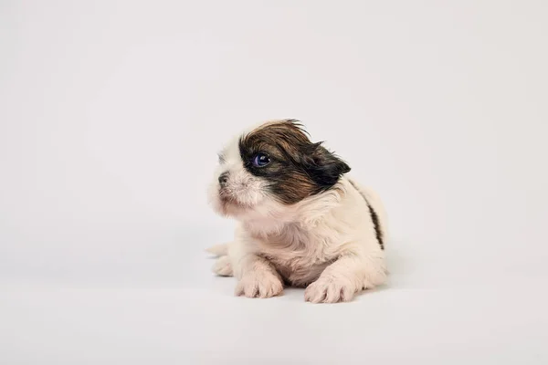 Adorable Little Puppy Szarym Tle — Zdjęcie stockowe