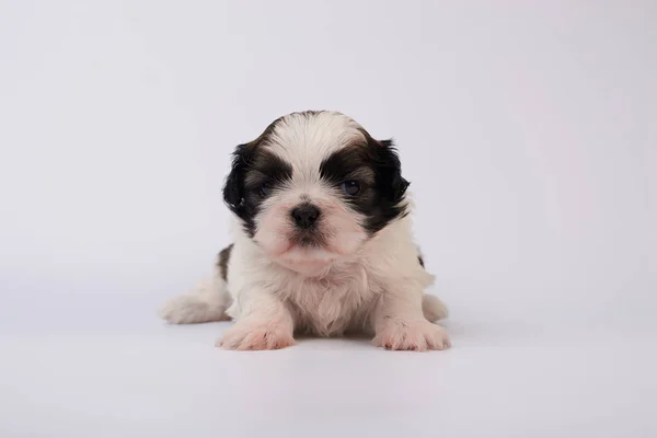 Adorable Little Puppy Grey Background — Stock Photo, Image