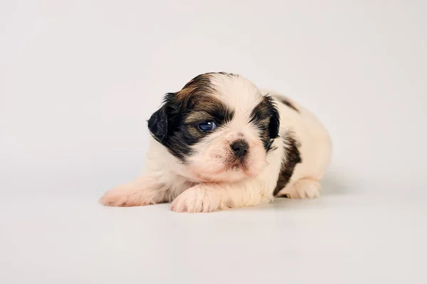 Schattige Kleine Pup Grijze Achtergrond — Stockfoto