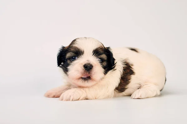 Adorable Little Puppy Grey Background — Stock Photo, Image