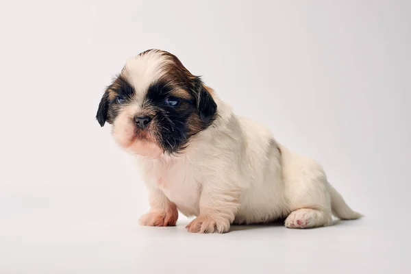 Adorable Little Puppy Szarym Tle — Zdjęcie stockowe