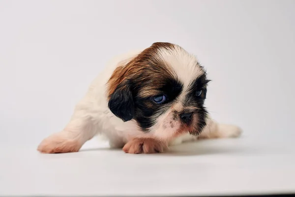 Adorable Little Puppy Szarym Tle — Zdjęcie stockowe