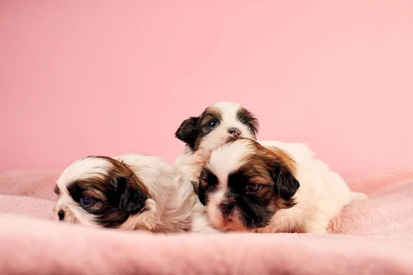 Bonitos Filhotes Cachorro Fundo Rosa — Fotografia de Stock