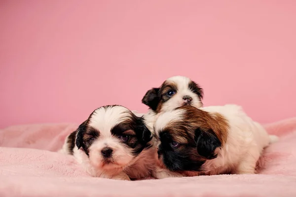 Niedliche Kleine Welpen Auf Rosa Hintergrund — Stockfoto