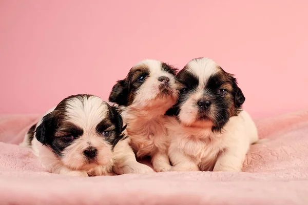 Lindos Cachorros Sobre Fondo Rosa — Foto de Stock