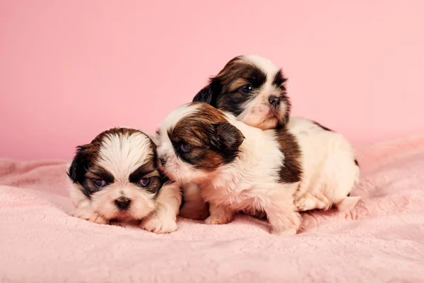 Niedliche Kleine Welpen Auf Rosa Hintergrund — Stockfoto