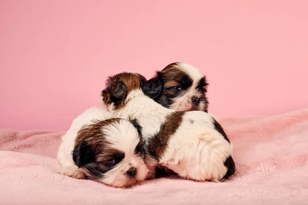 Bonitos Filhotes Cachorro Fundo Rosa — Fotografia de Stock