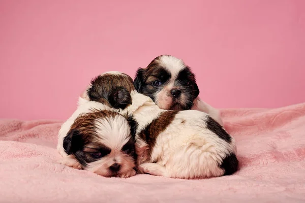 Petits Chiots Mignons Sur Fond Rose — Photo