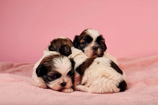 Bonitos Filhotes Cachorro Fundo Rosa — Fotografia de Stock