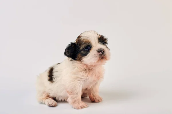 Zbliżenie Portret Cute Puppy Białej Powierzchni — Zdjęcie stockowe