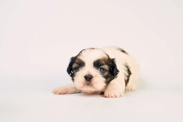 Zbliżenie Portret Cute Puppy Białej Powierzchni — Zdjęcie stockowe