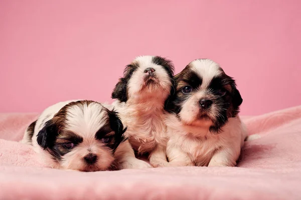 Primer Plano Retrato Grupo Cachorros Rosa — Foto de Stock