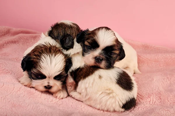 close-up portrait of group of puppies on pink