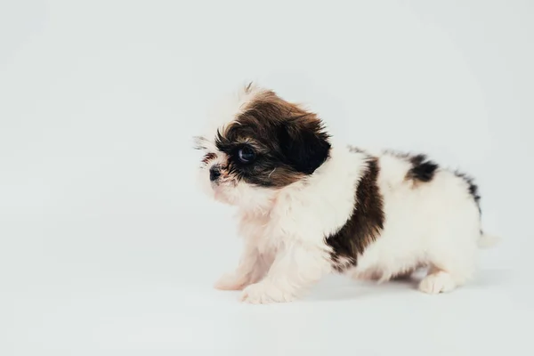 Zbliżenie Portret Cute Puppy Białej Powierzchni — Zdjęcie stockowe