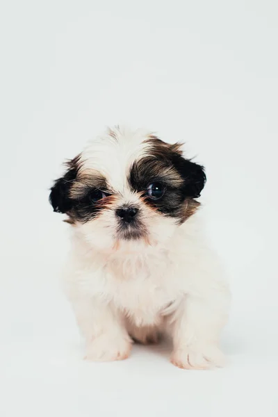 Close Portrait Cute Puppy White Surface — Stock Photo, Image