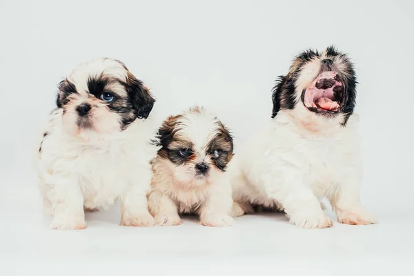 Primer Plano Retrato Grupo Cachorros Blanco — Foto de Stock