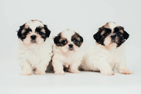 Portrait Gros Plan Groupe Chiots Sur Blanc — Photo