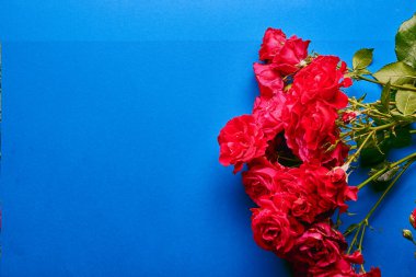 Parlak arka planda kırmızı gül buketi. Düz lay, üst görünüm dekore konsept