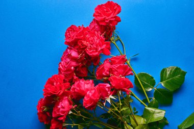 Parlak arka planda kırmızı gül buketi. Düz lay, üst görünüm dekore konsept