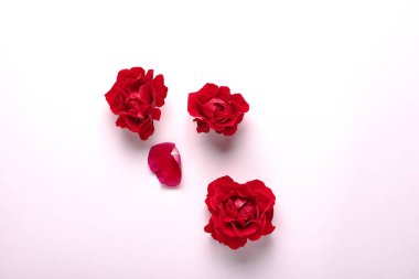 Kırmızı güller ve yeşil yaprak 