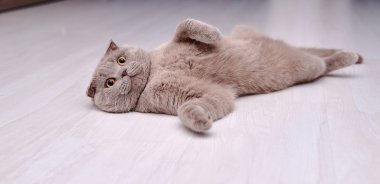 yerde yatarken gri İngiliz kedi