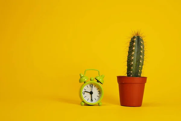 Kaktus Und Wecker Auf Hellgelbem Hintergrund — Stockfoto