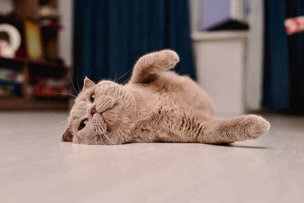 Szary Kot Brytyjski Leżącego Podłodze — Zdjęcie stockowe