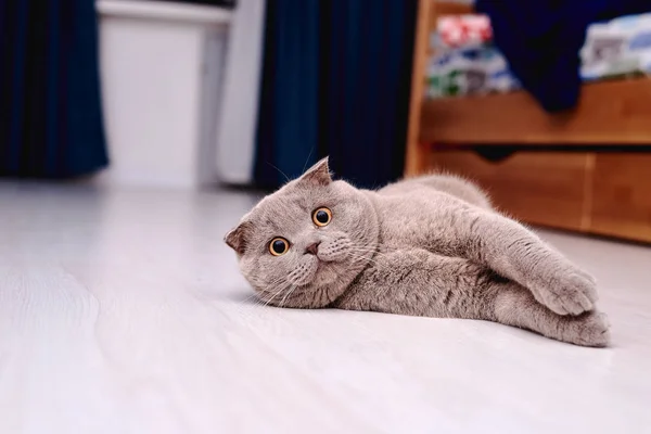 Gray British Cat Lying Floor — Stock Photo, Image