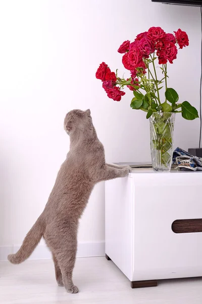 Gato Británico Gris Cerca Las Flores Casa — Foto de Stock