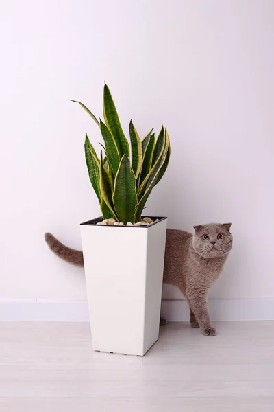 Chat Britannique Gris Près Des Fleurs Maison — Photo